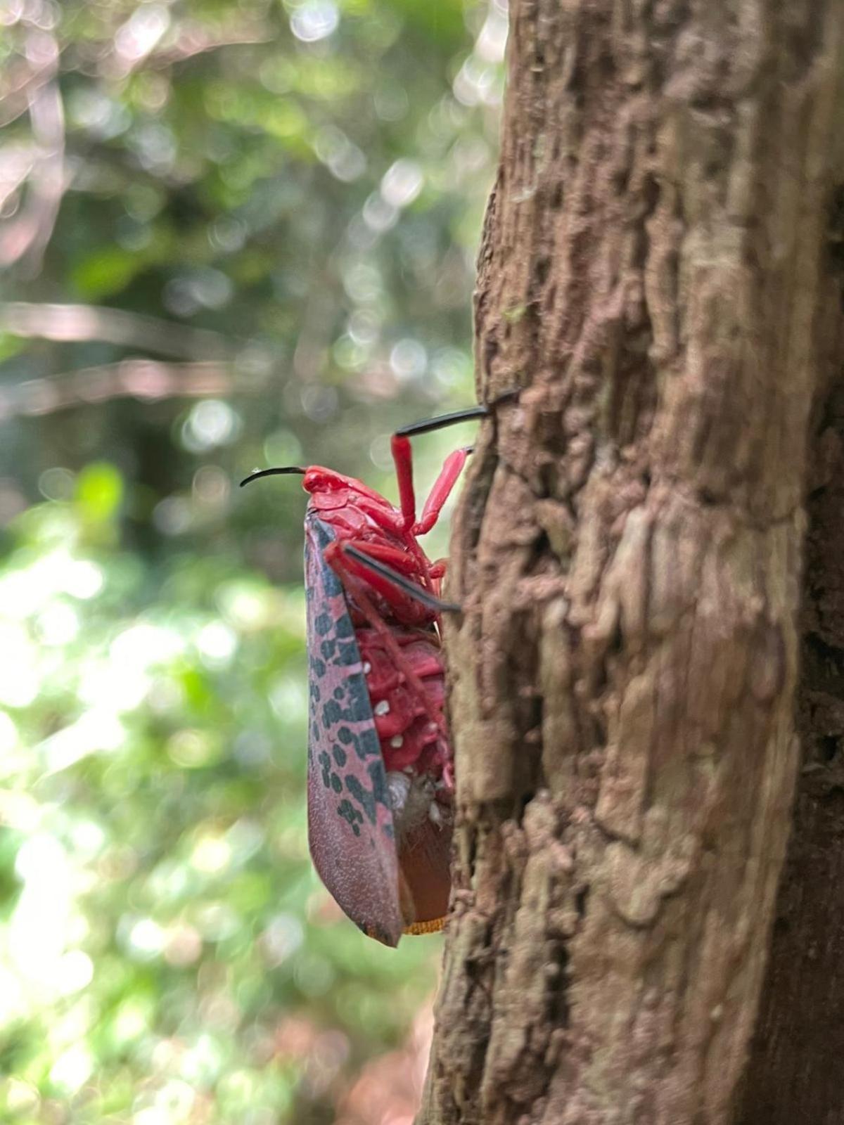 Rainforest River Bay Deniyaya Zewnętrze zdjęcie